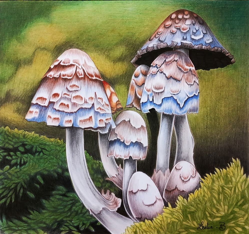 Famille champignon