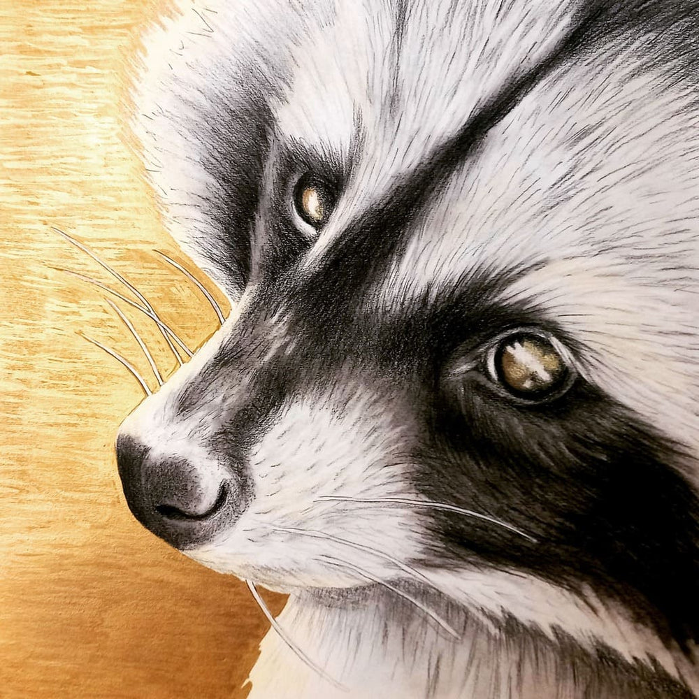 Golden racoon