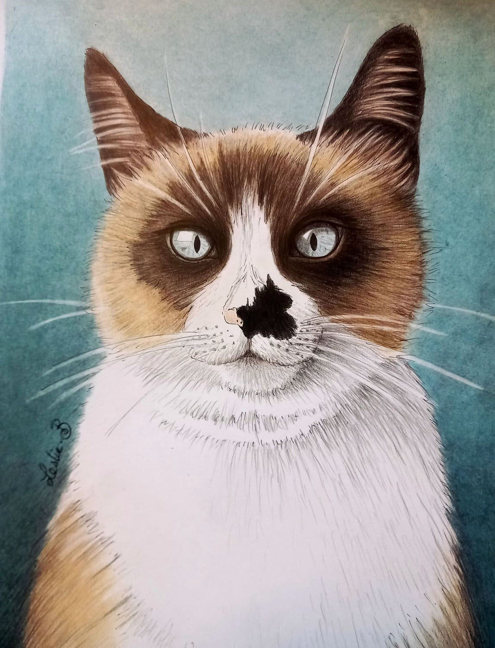 Kiwi le chat